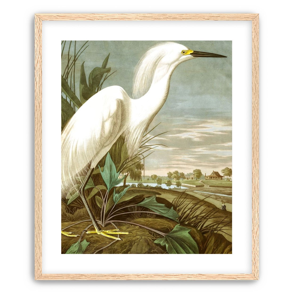 White Egret