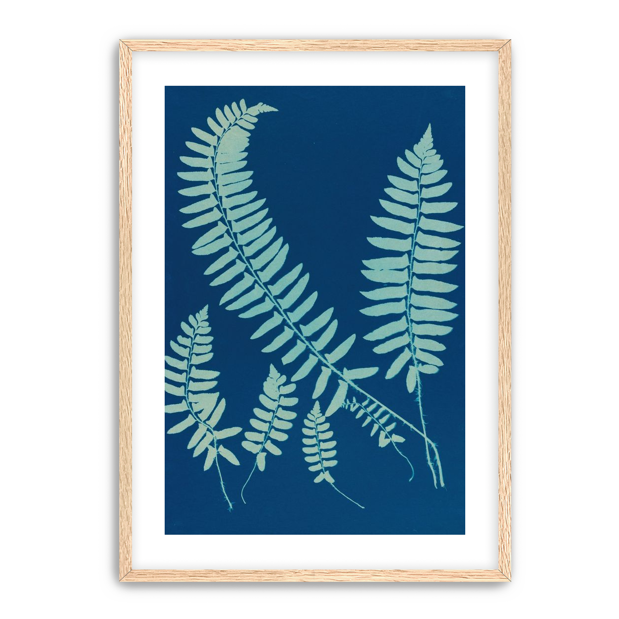 Fern shadows in blue