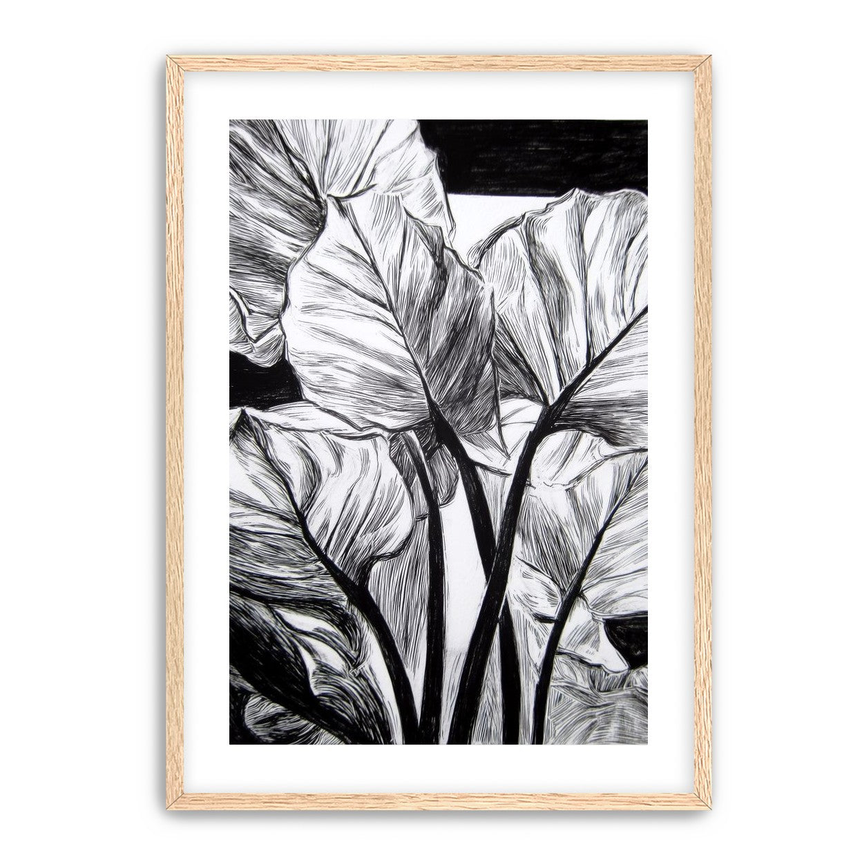 Overlapping Leaves on Dark Ground
