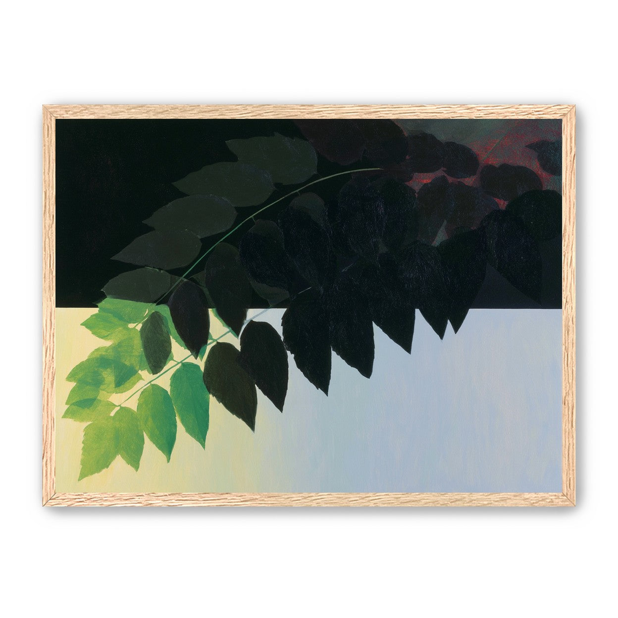 Leaves crossing into shadow