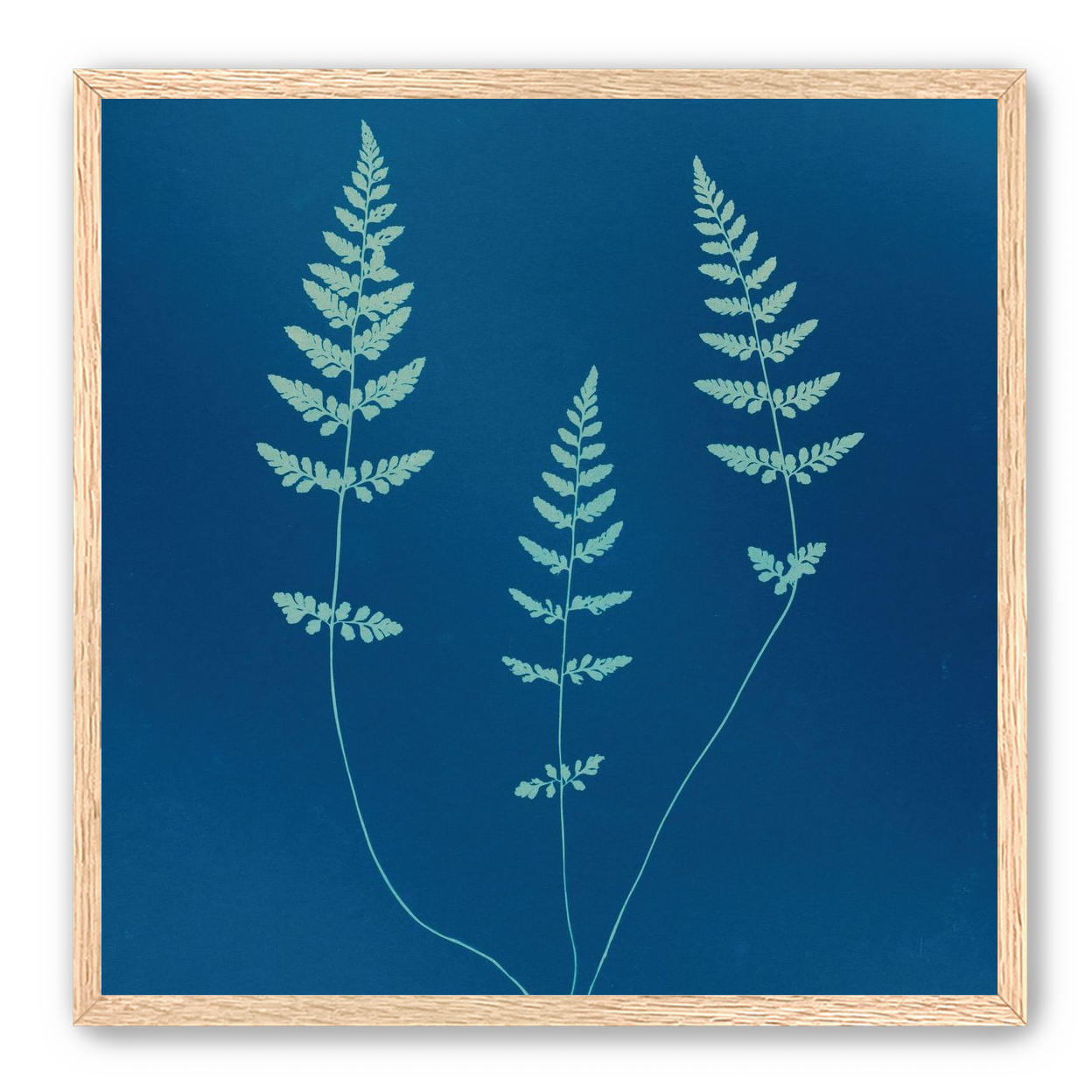 Three ferns in blue