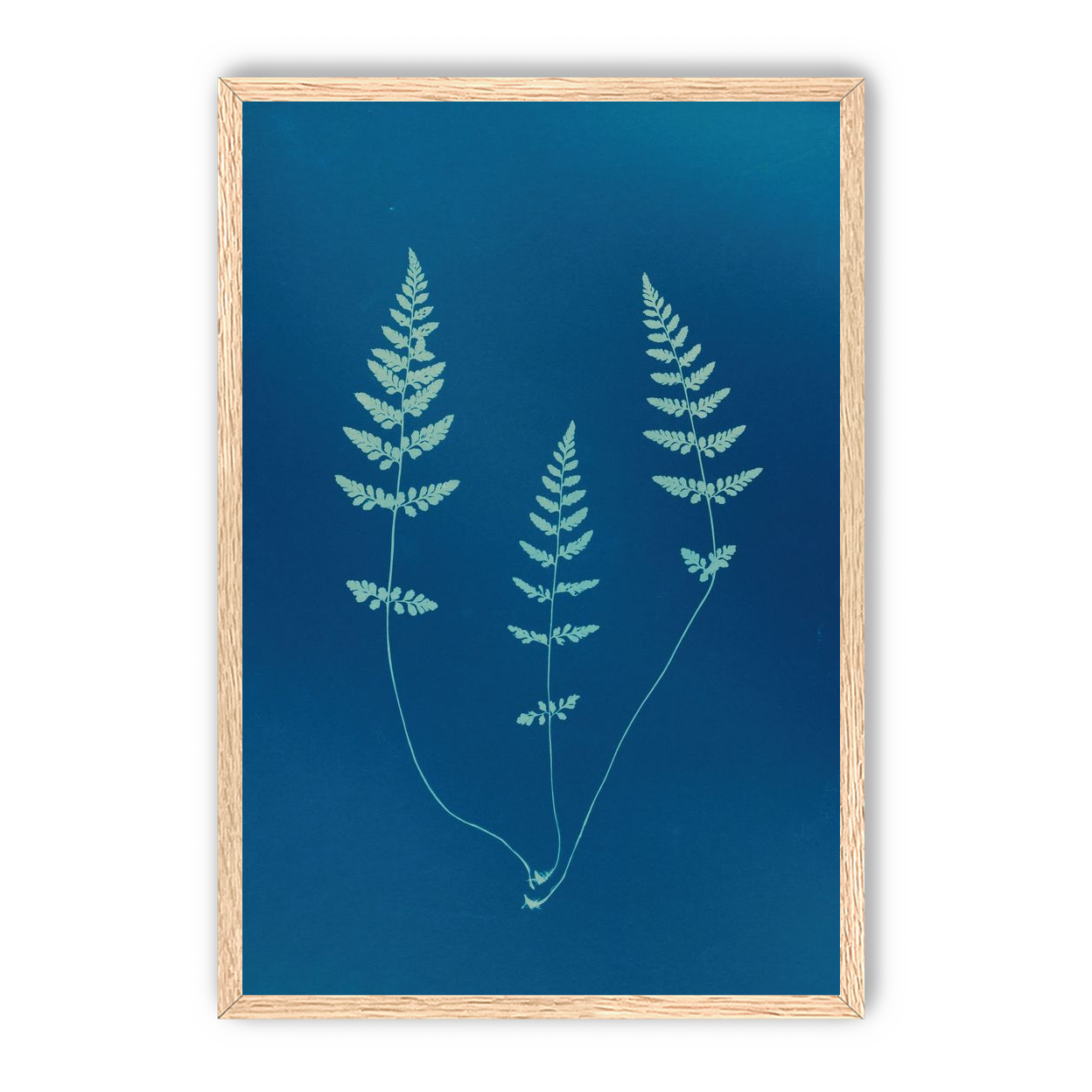 Three ferns in blue