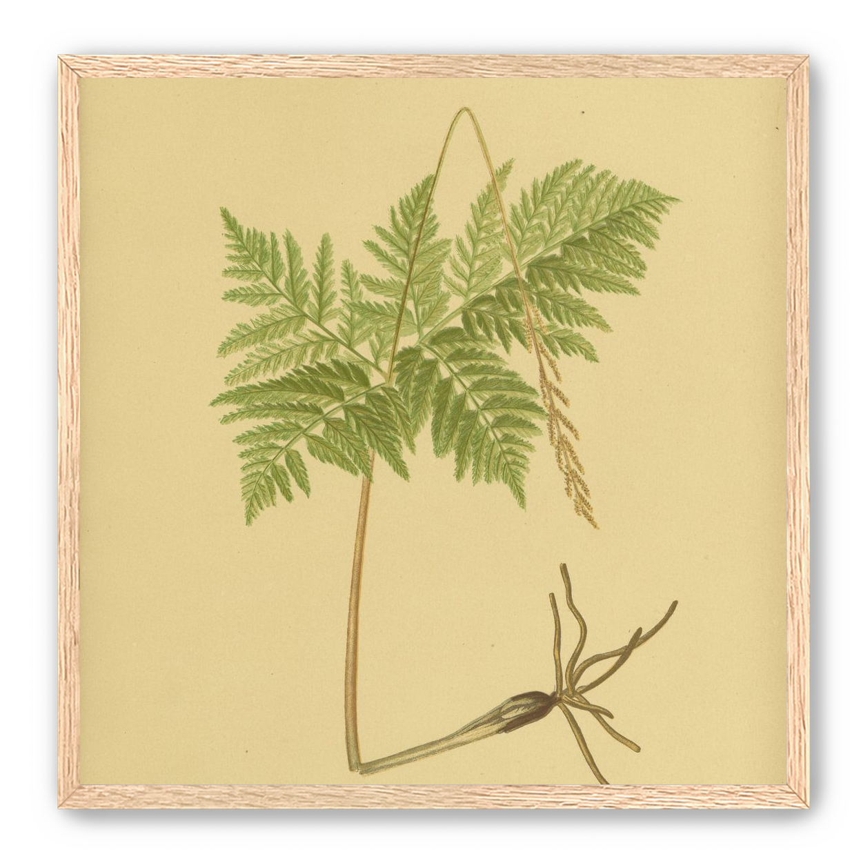 Fern fronds above bare roots