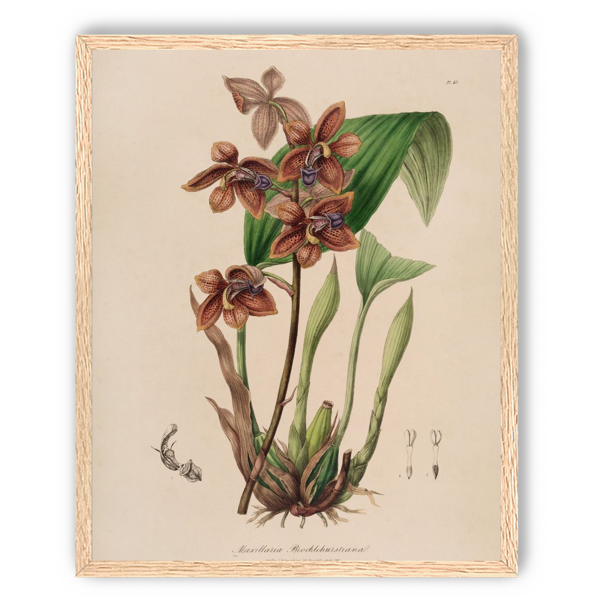 Speckled orchids on pale paper
