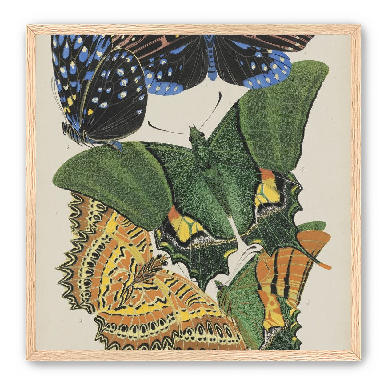 Butterflies on a pale plate