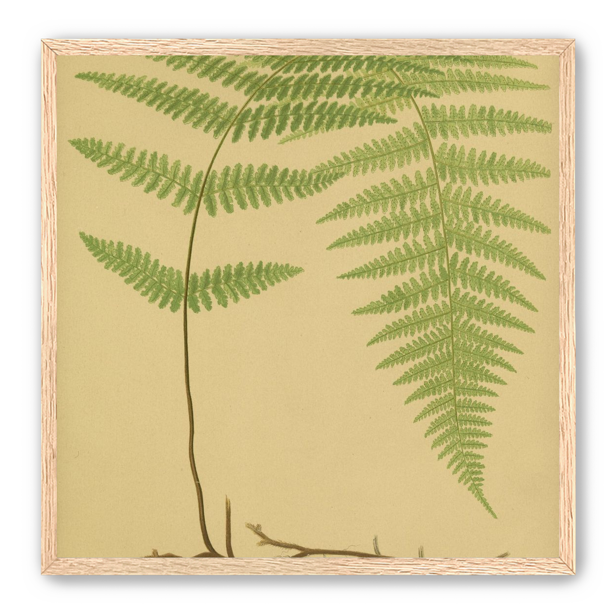 Green frond on tan paper
