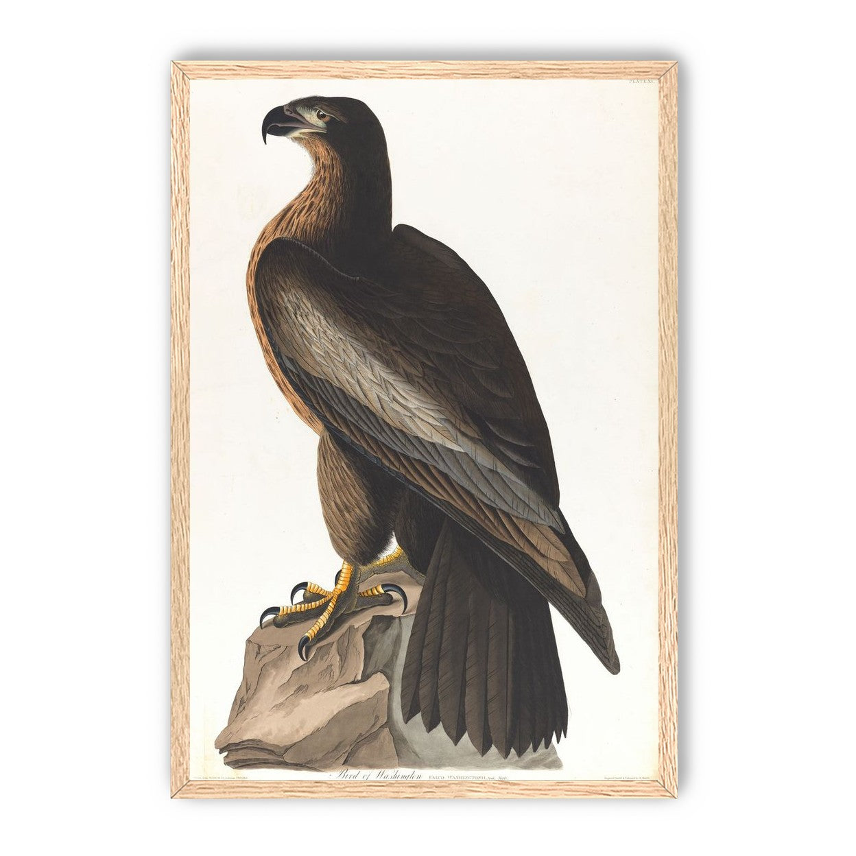 Brown hawk on rock