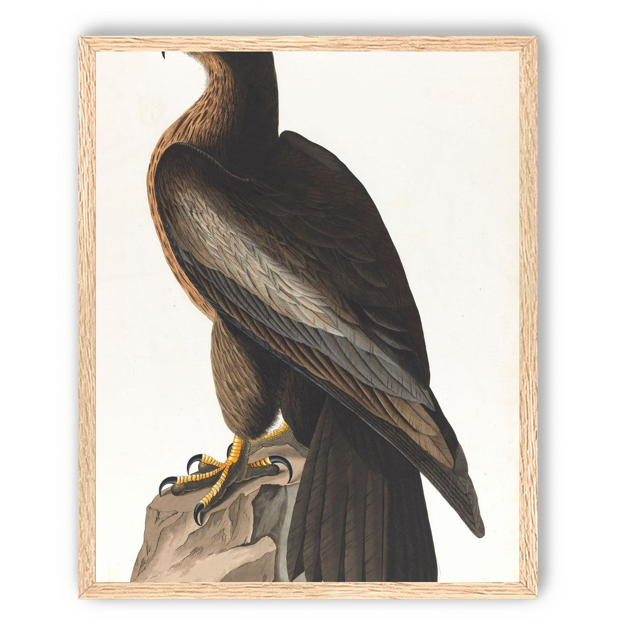 Brown hawk on rock