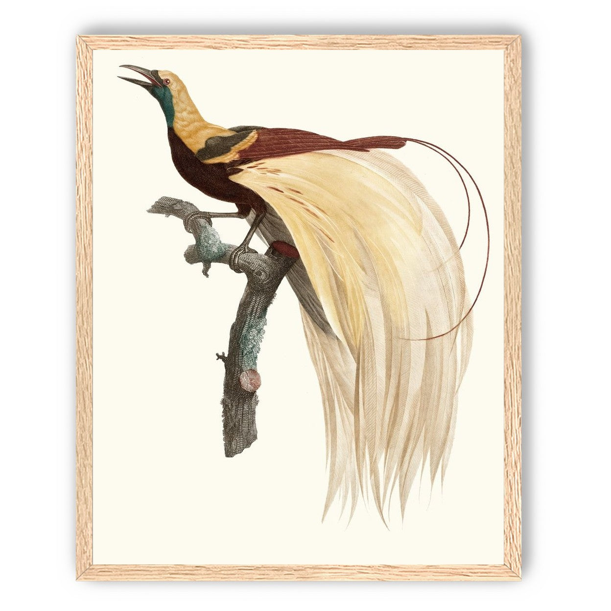 Open beak and trailing plumes