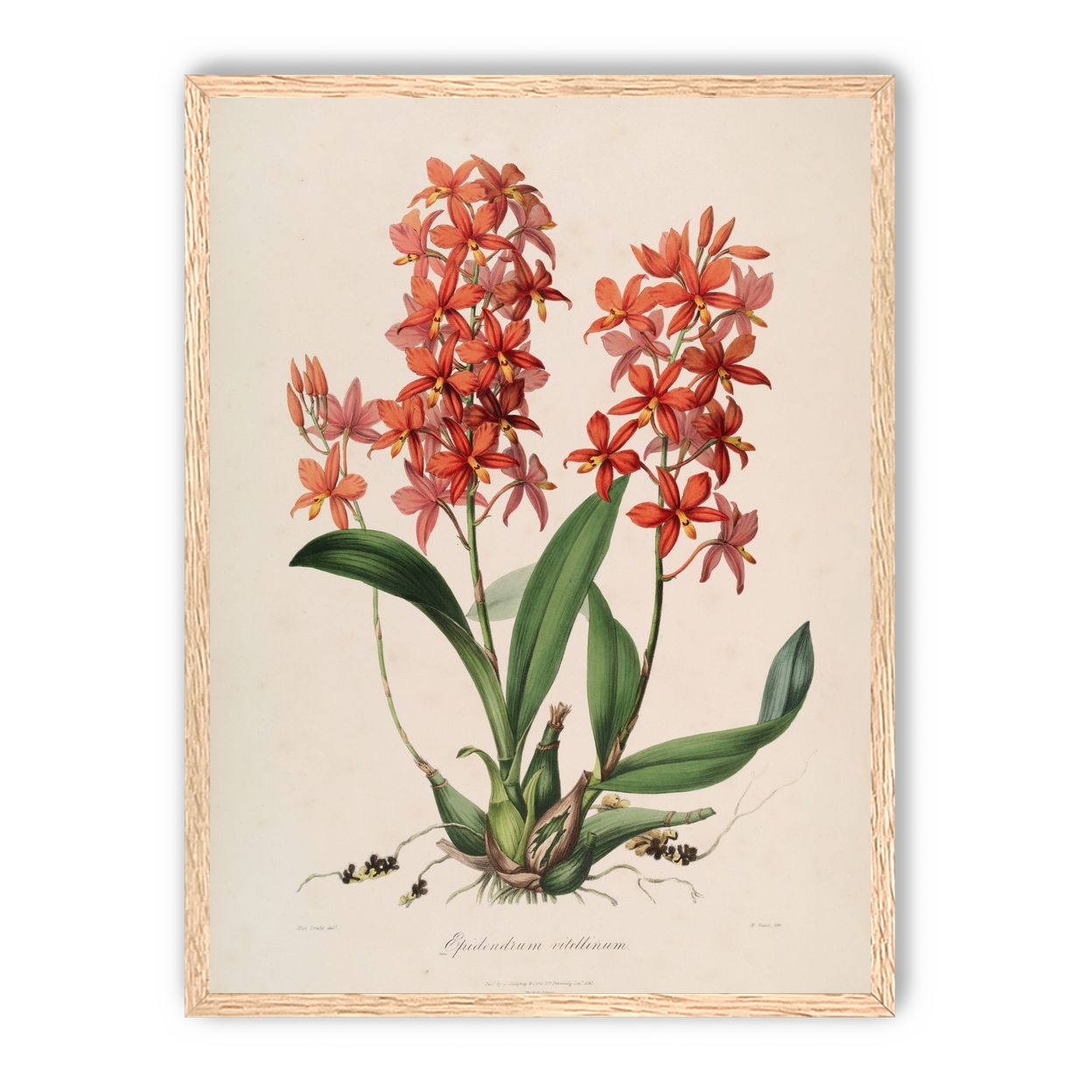 Red orchids on white paper