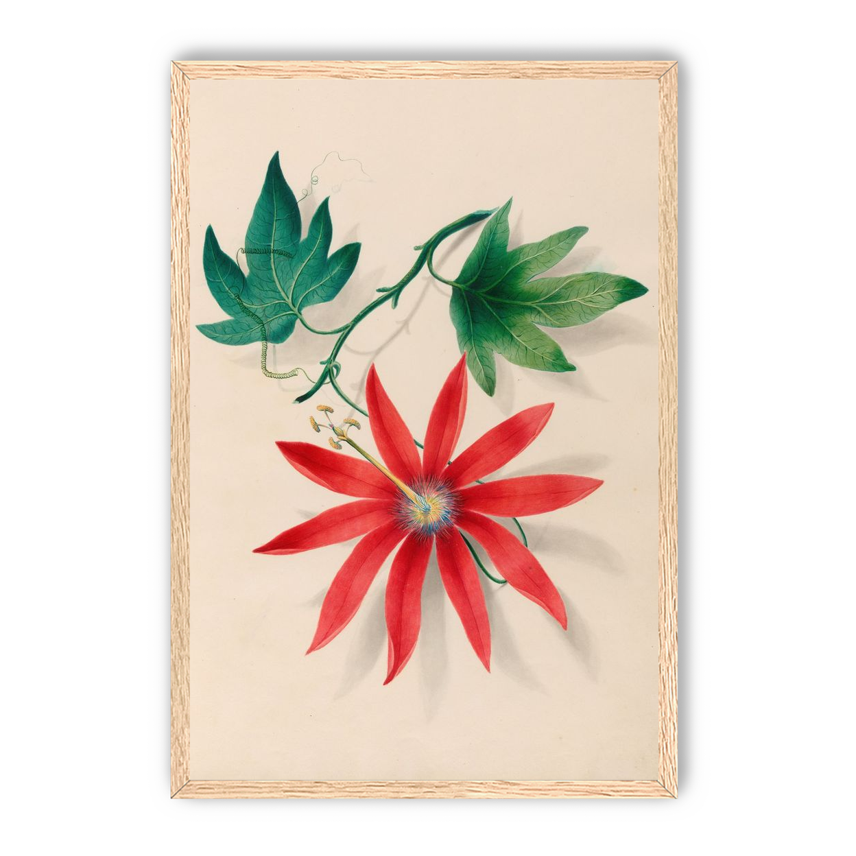 Red bloom on green vine