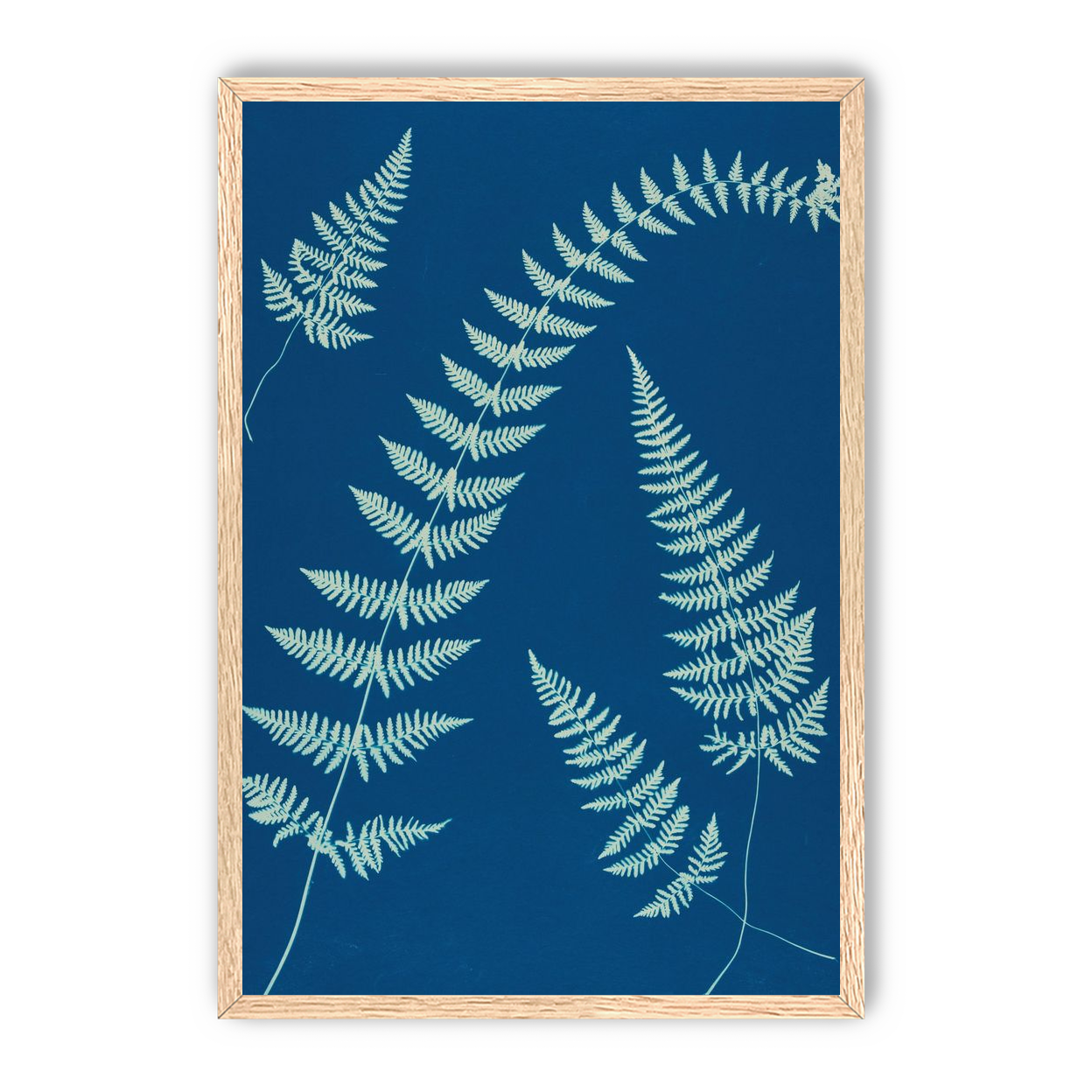 Fern shadows in blue