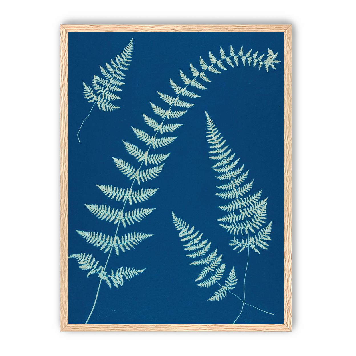 Fern shadows in blue