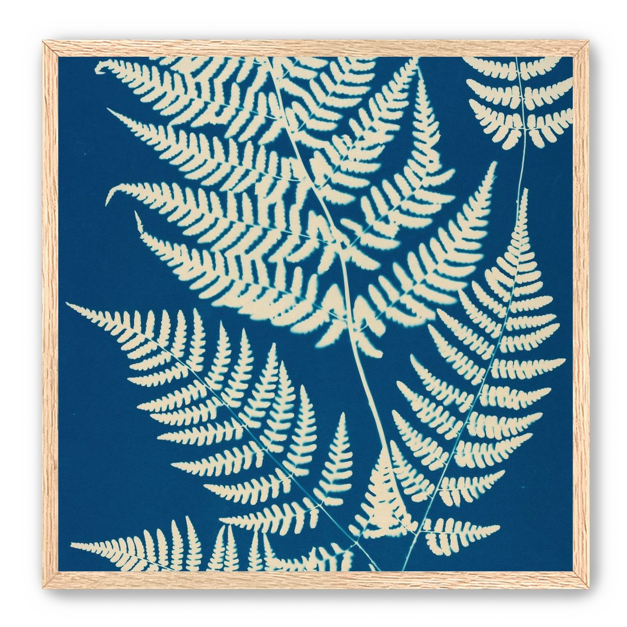 Ferns crossing blue field