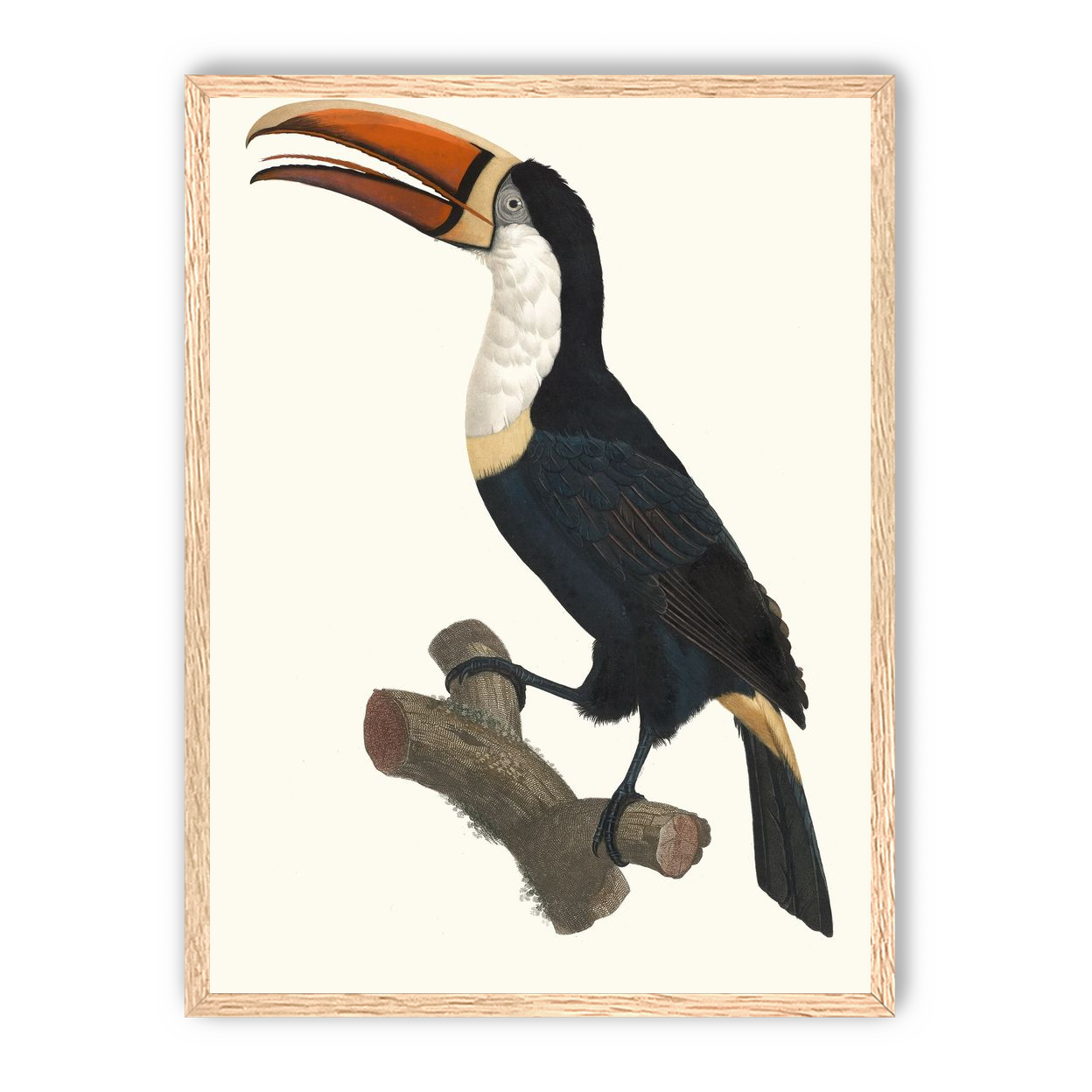 Hornbill on cut branch