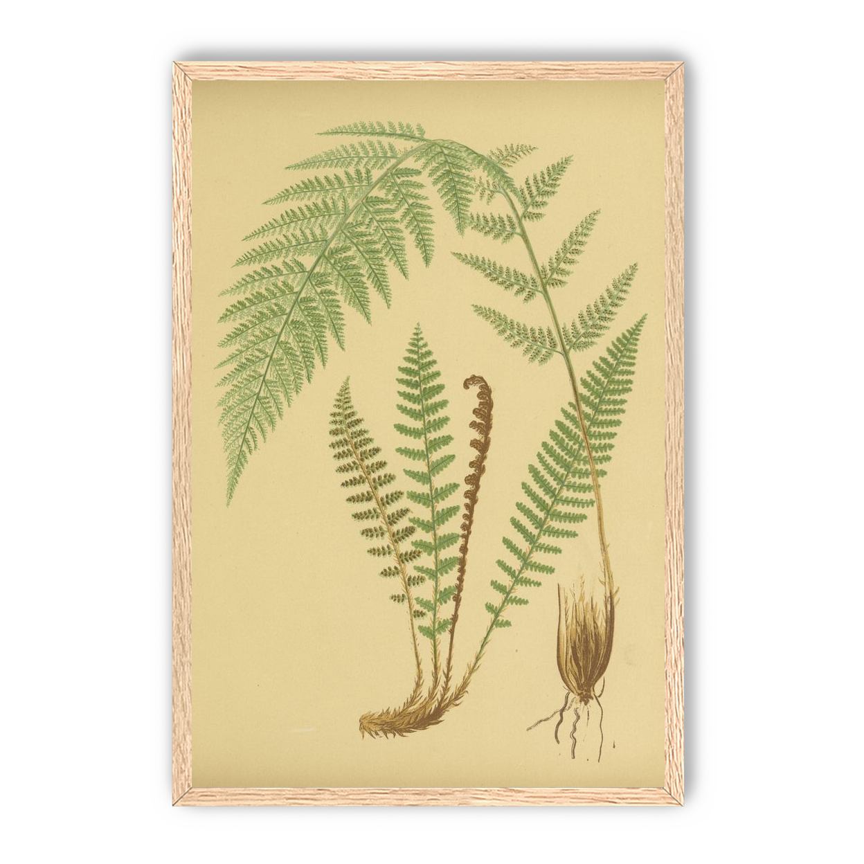 Fern fronds on tan paper