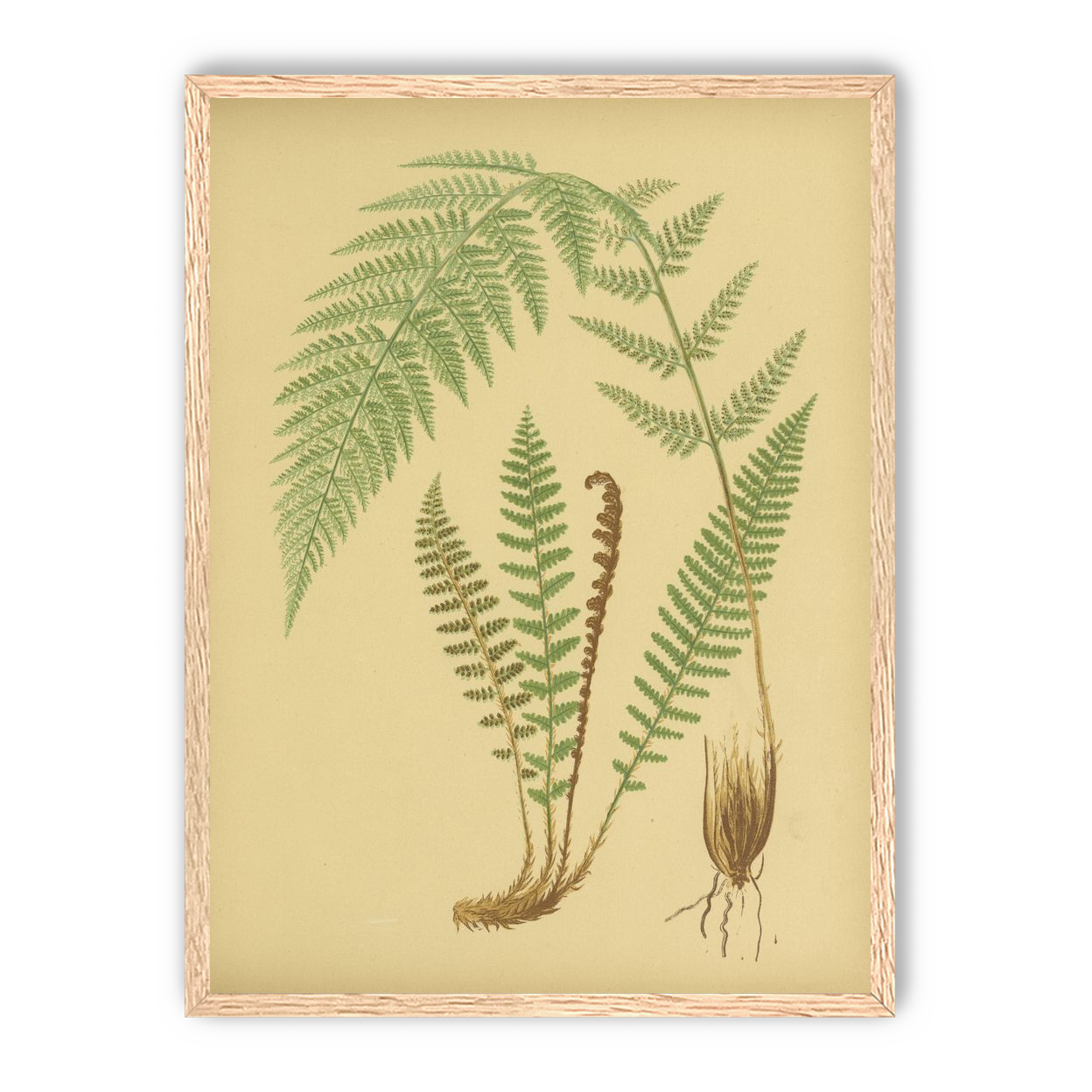Fern fronds on tan paper