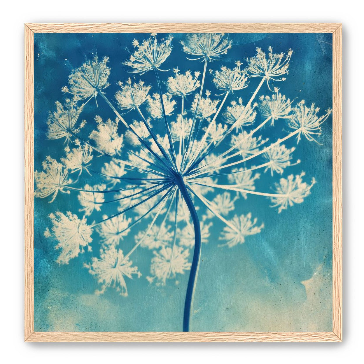 Laceflower Bloom