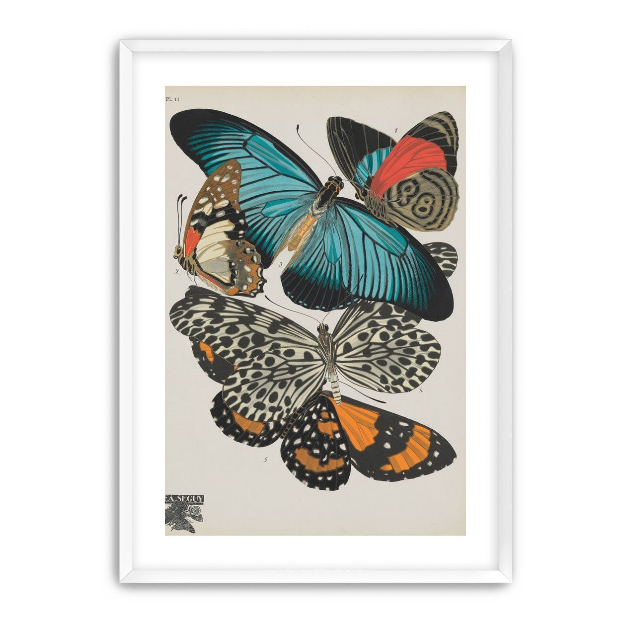 Turquoise wings over orange velvet