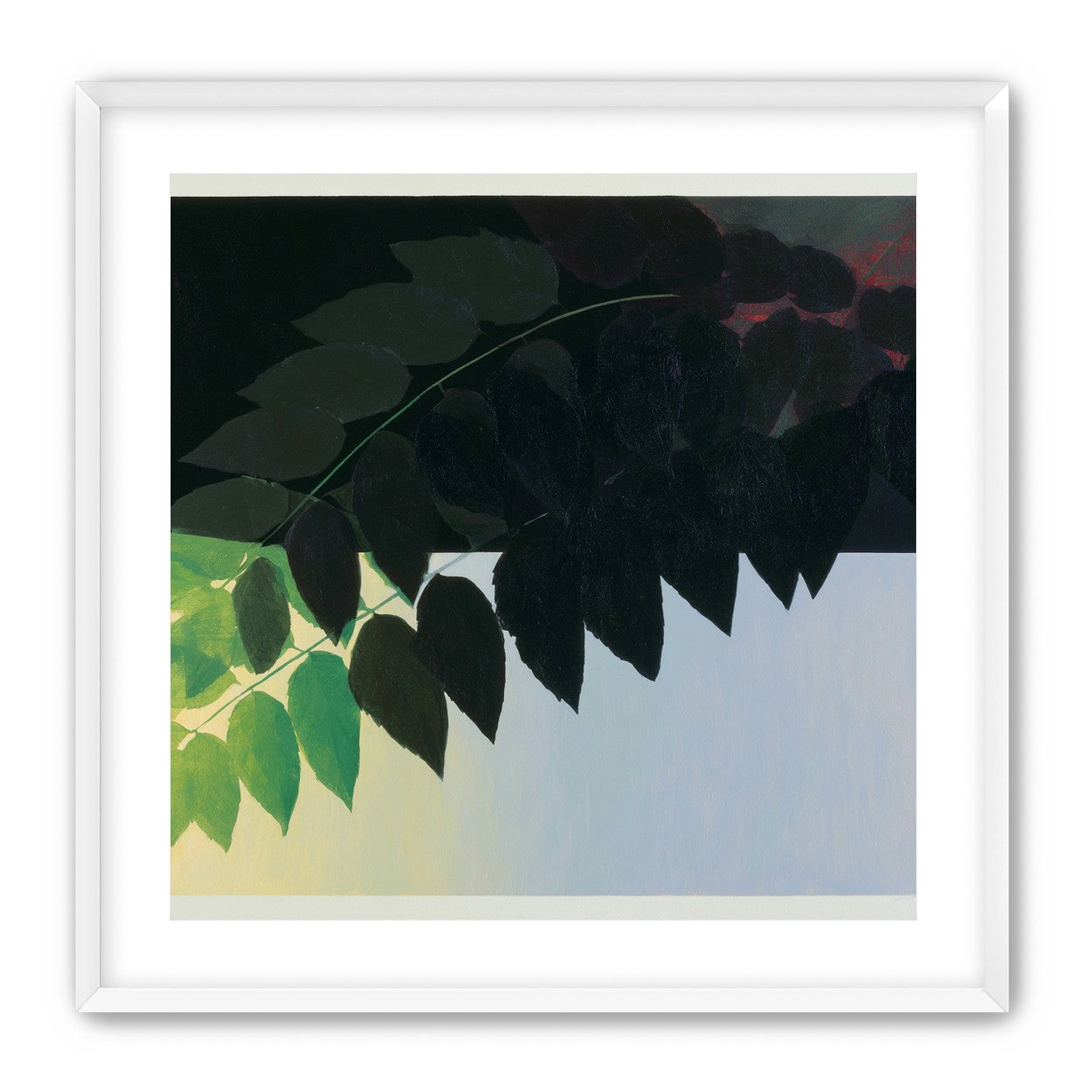 Leaves crossing into shadow