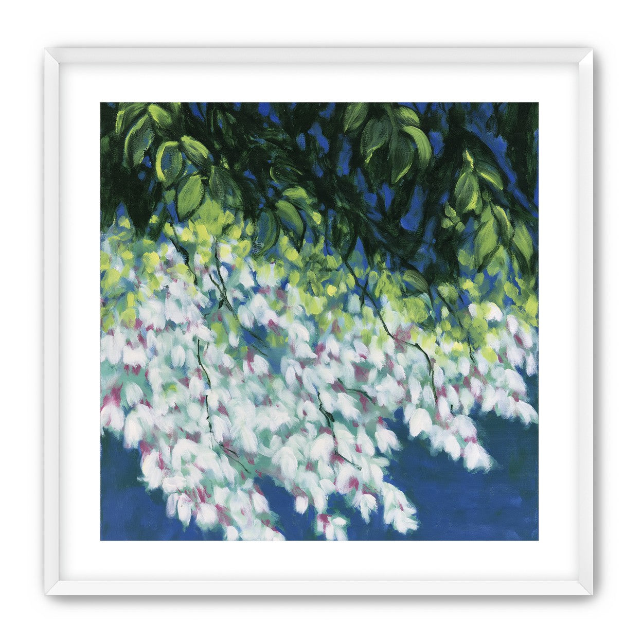 White blossoms in blue shade