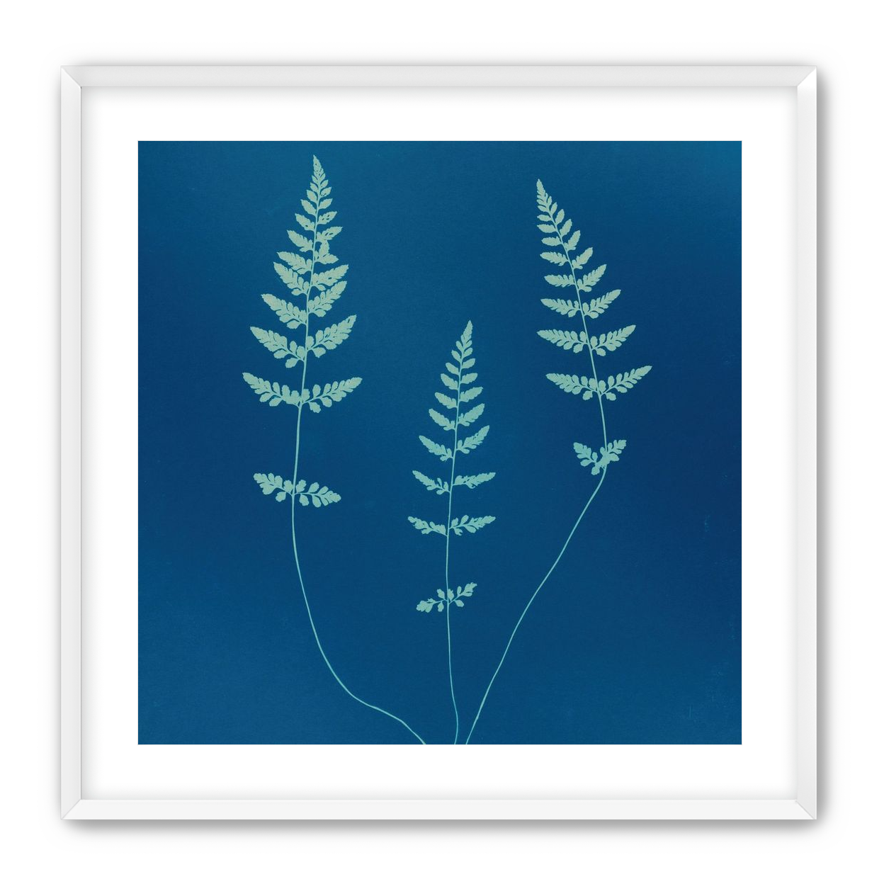 Three ferns in blue