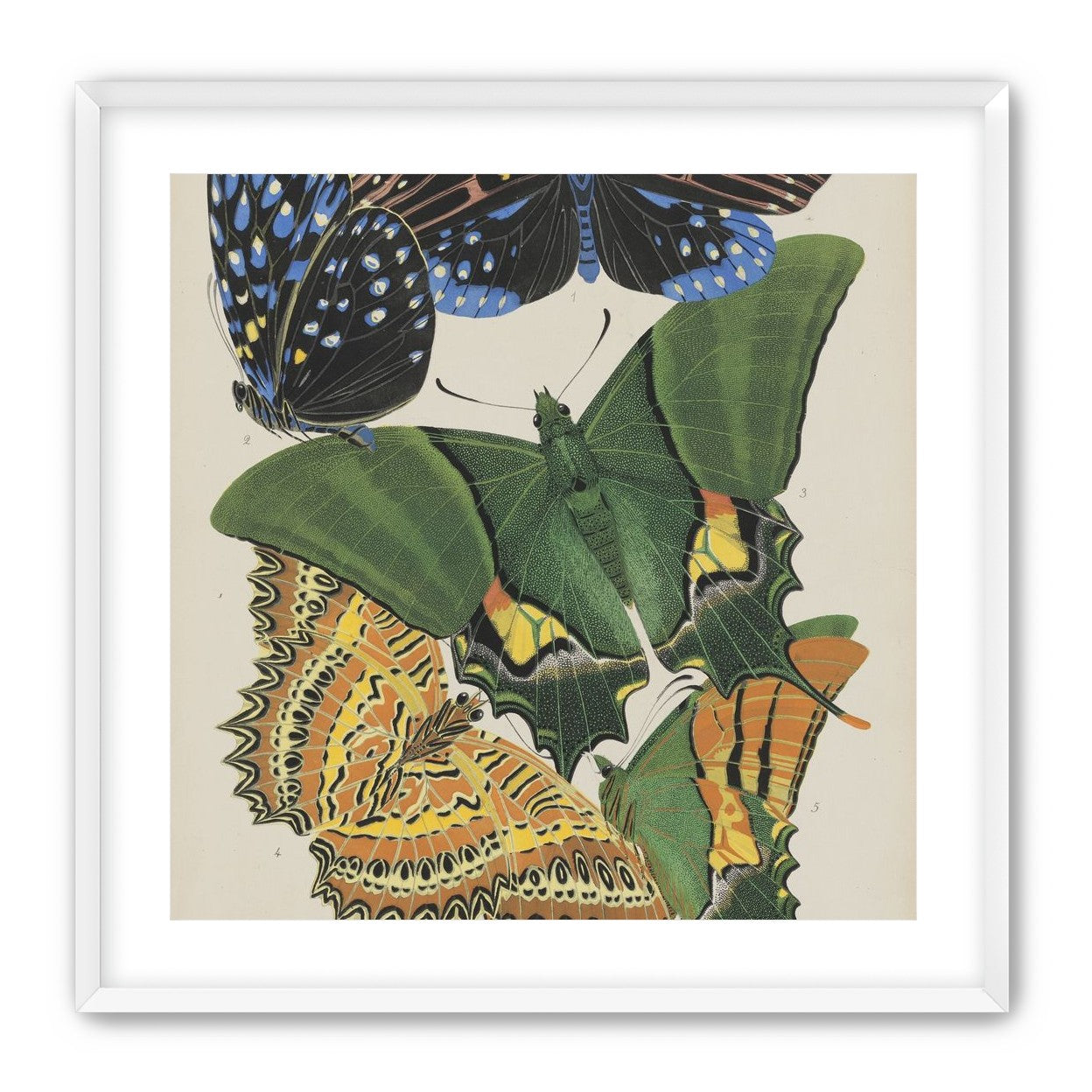 Butterflies on a pale plate