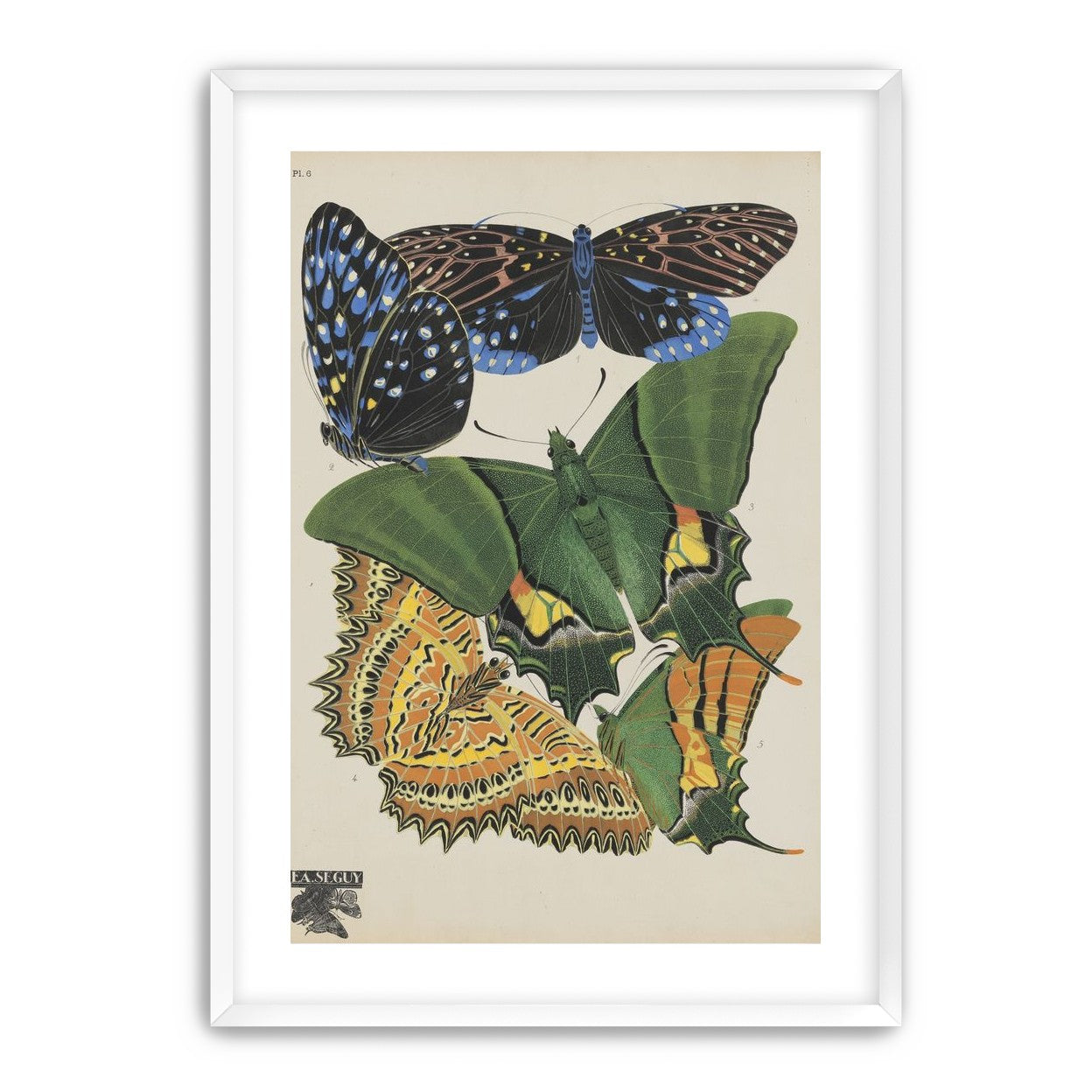 Butterflies on a pale plate