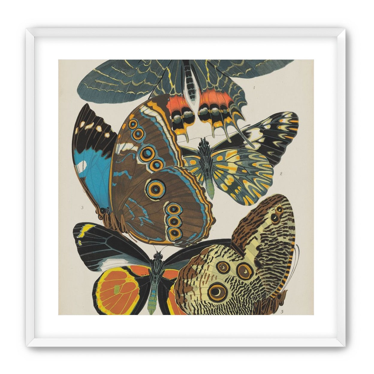 Five butterflies in quiet display