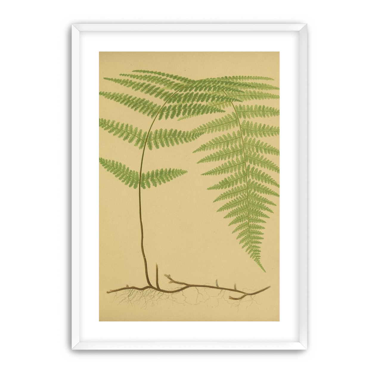 Green frond on tan paper