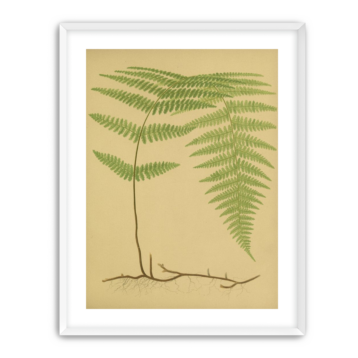 Green frond on tan paper