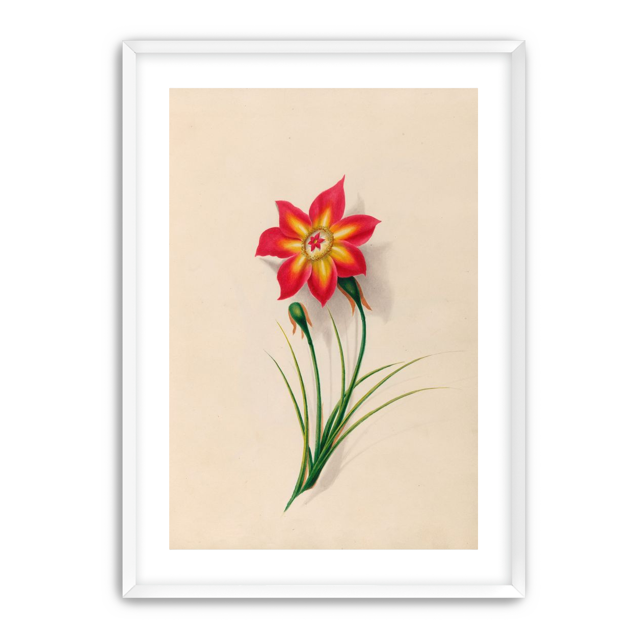 One flower above two buds