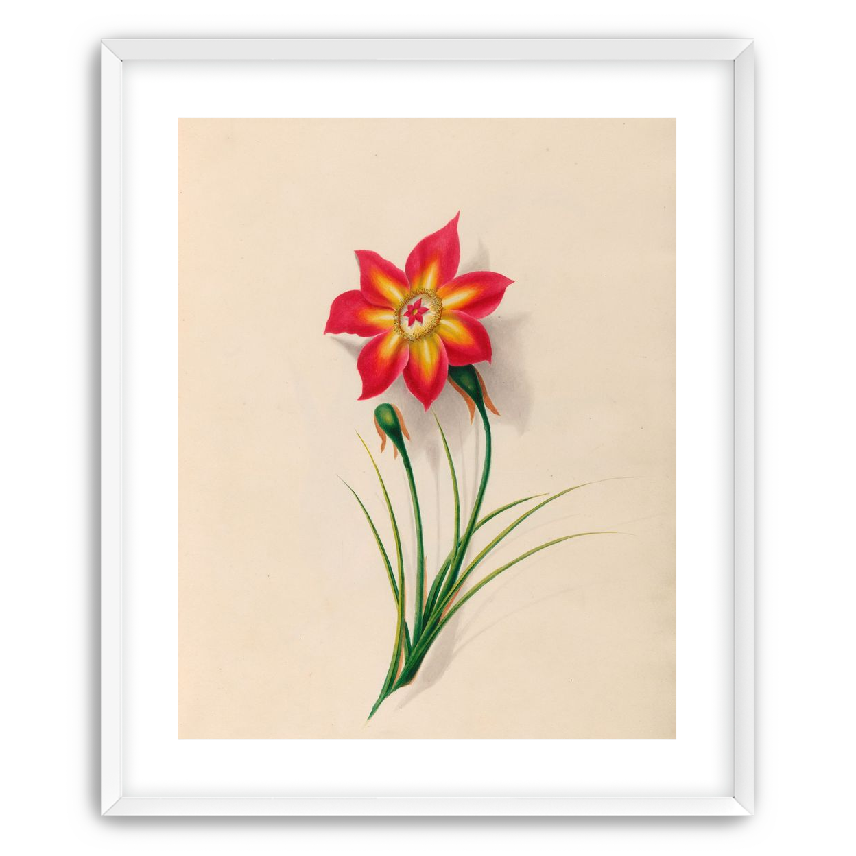 One flower above two buds
