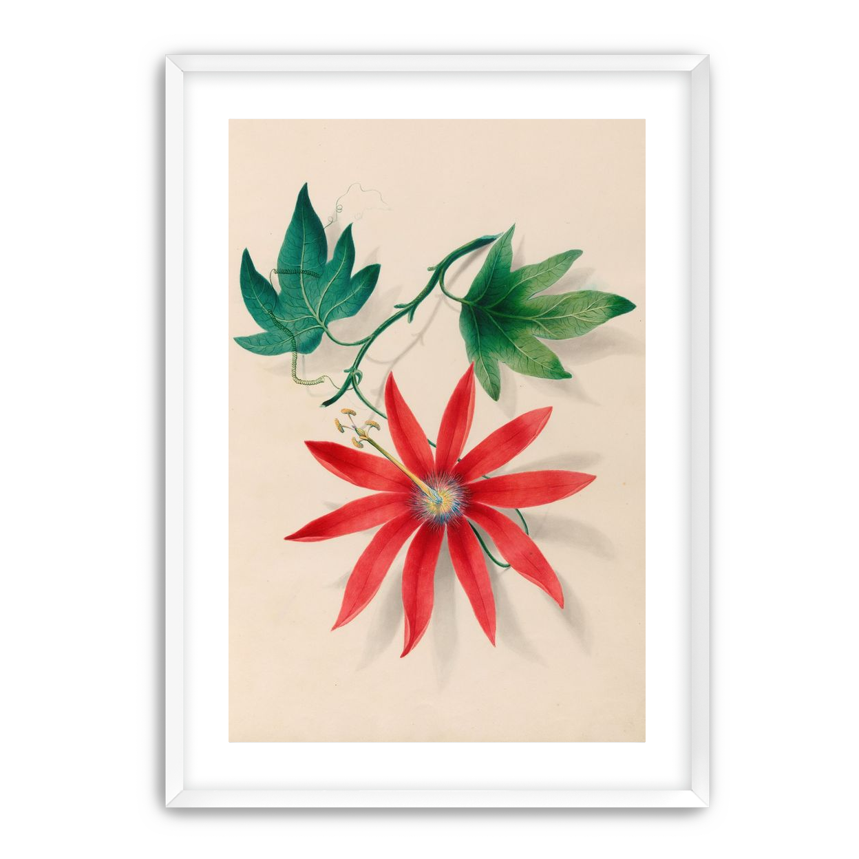 Red bloom on green vine