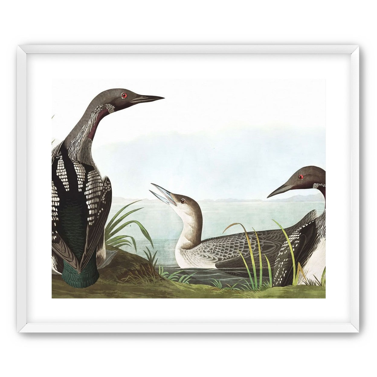 Black Throated Diver