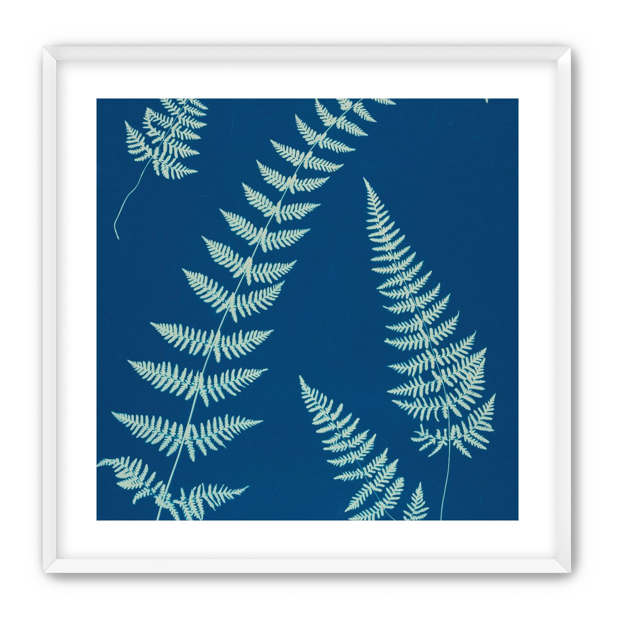 Fern shadows in blue