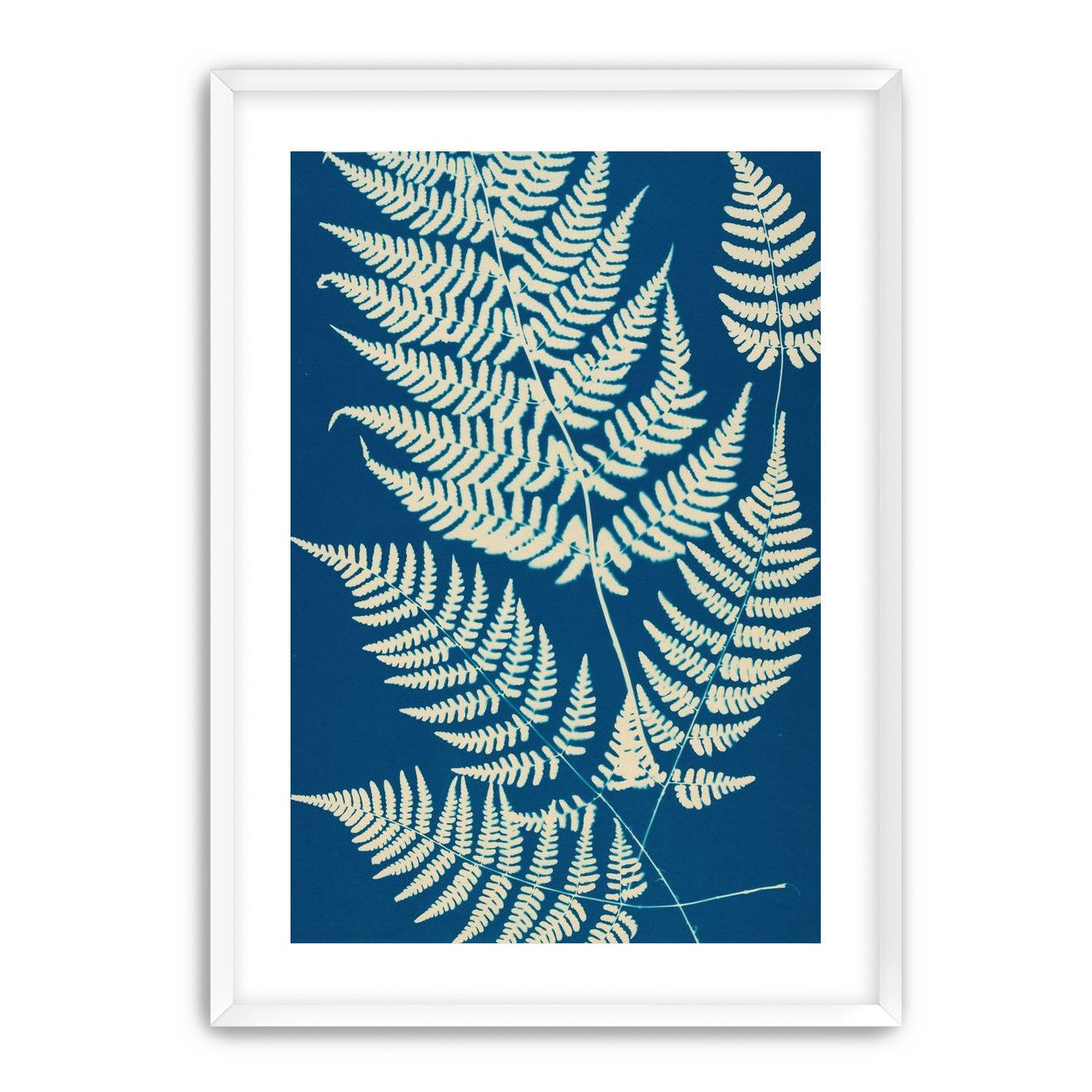Ferns crossing blue field