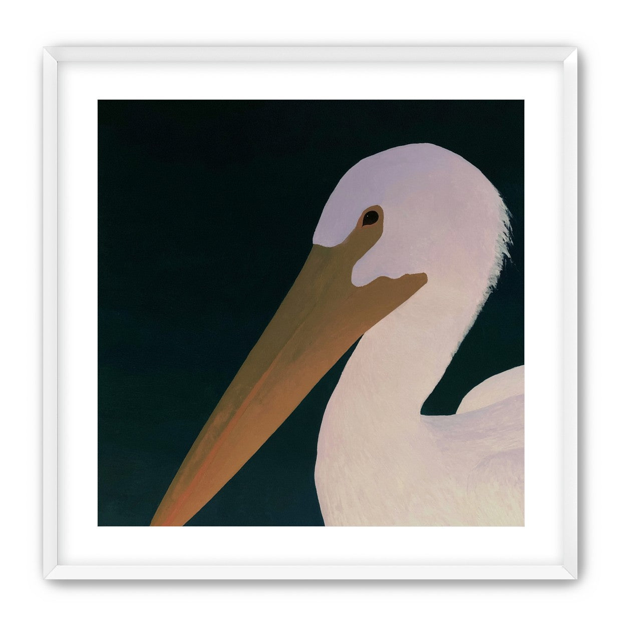 White pelican in stillness
