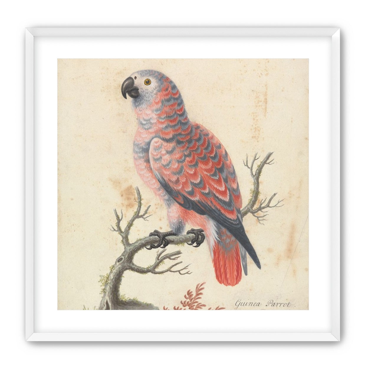 Parrot among bare branches