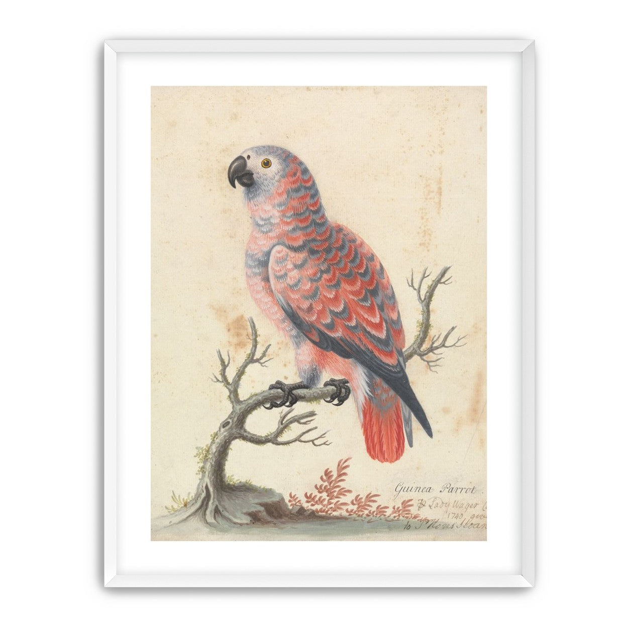 Parrot among bare branches