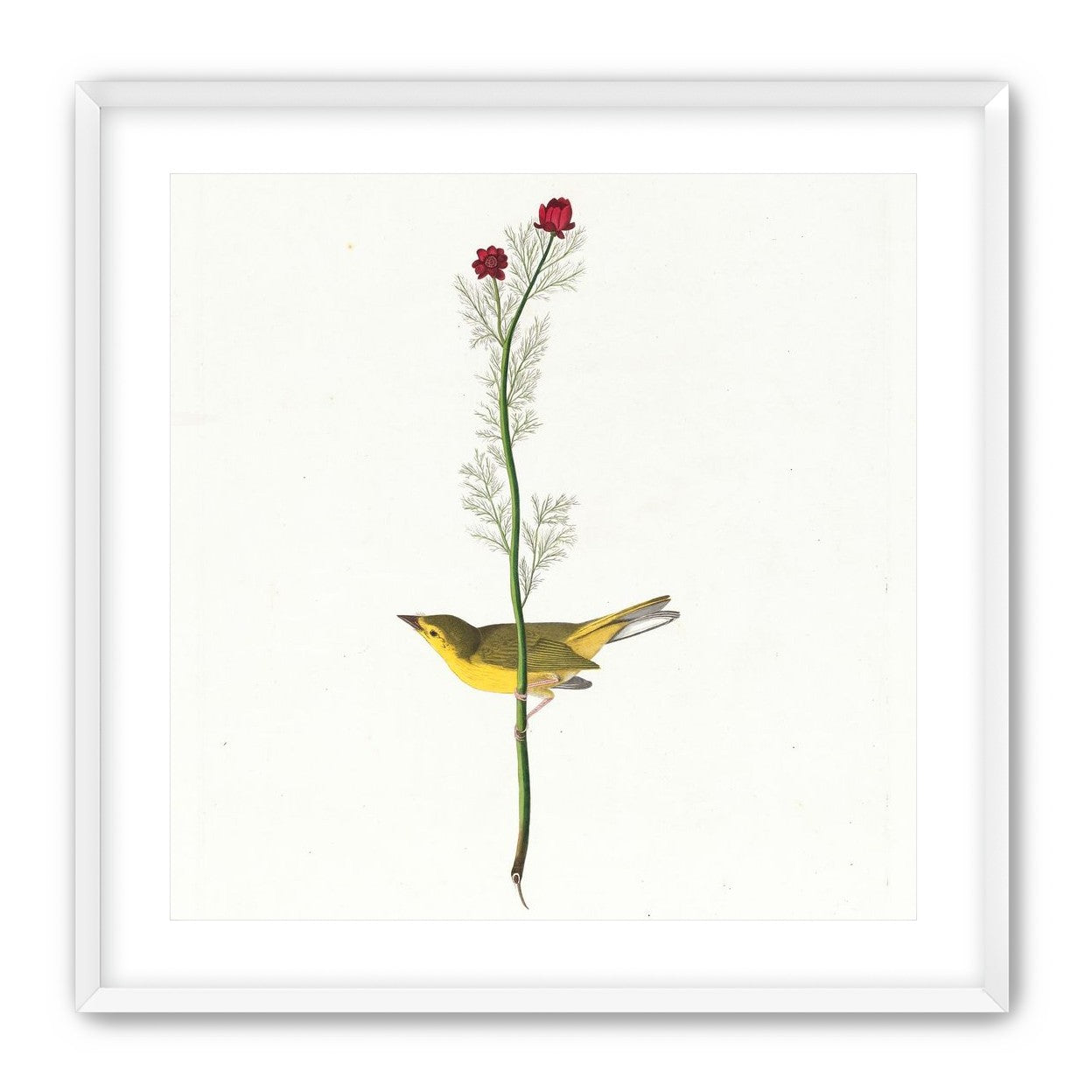 A yellow bird beneath red blooms