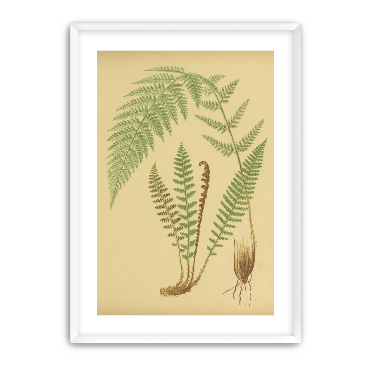 Fern fronds on tan paper