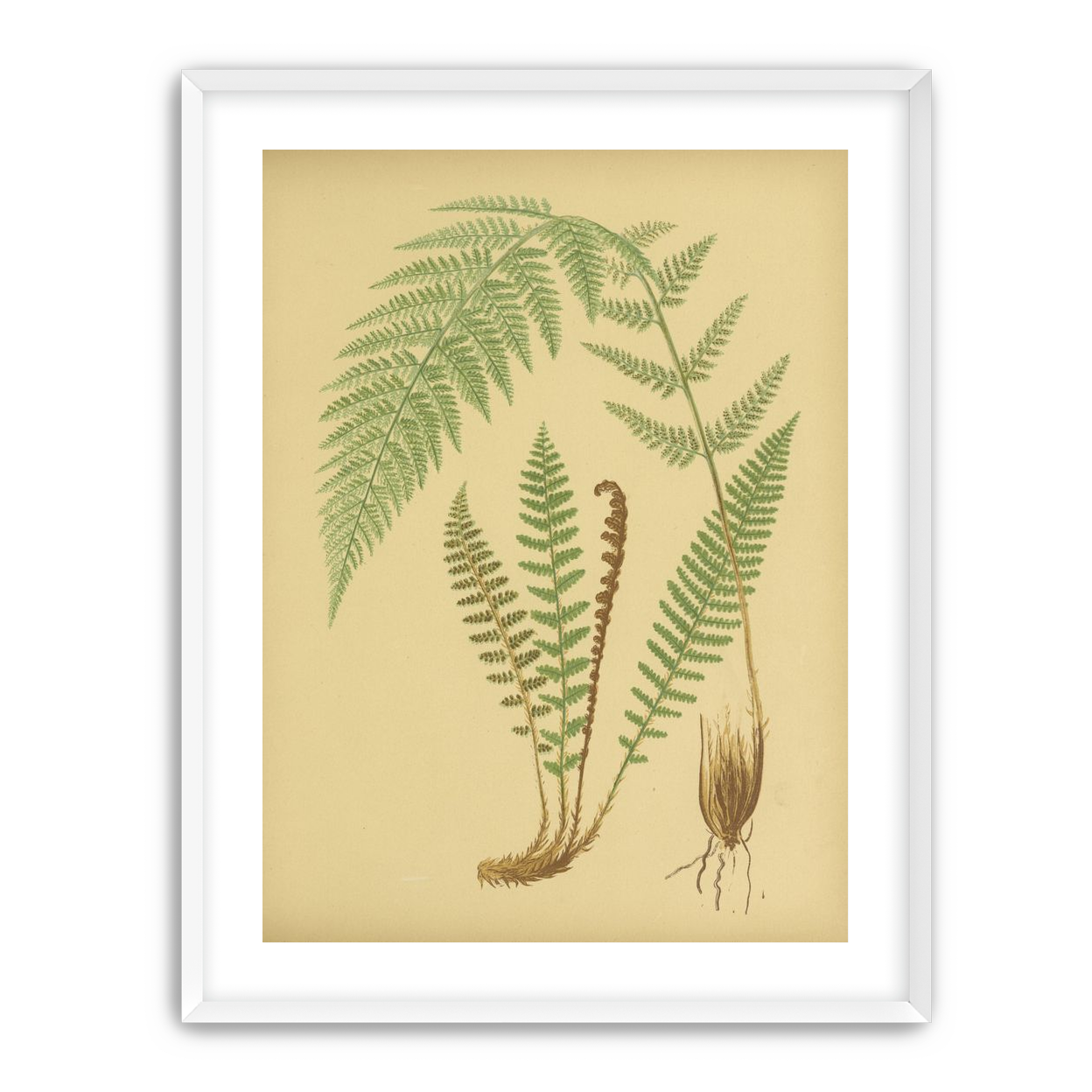 Fern fronds on tan paper