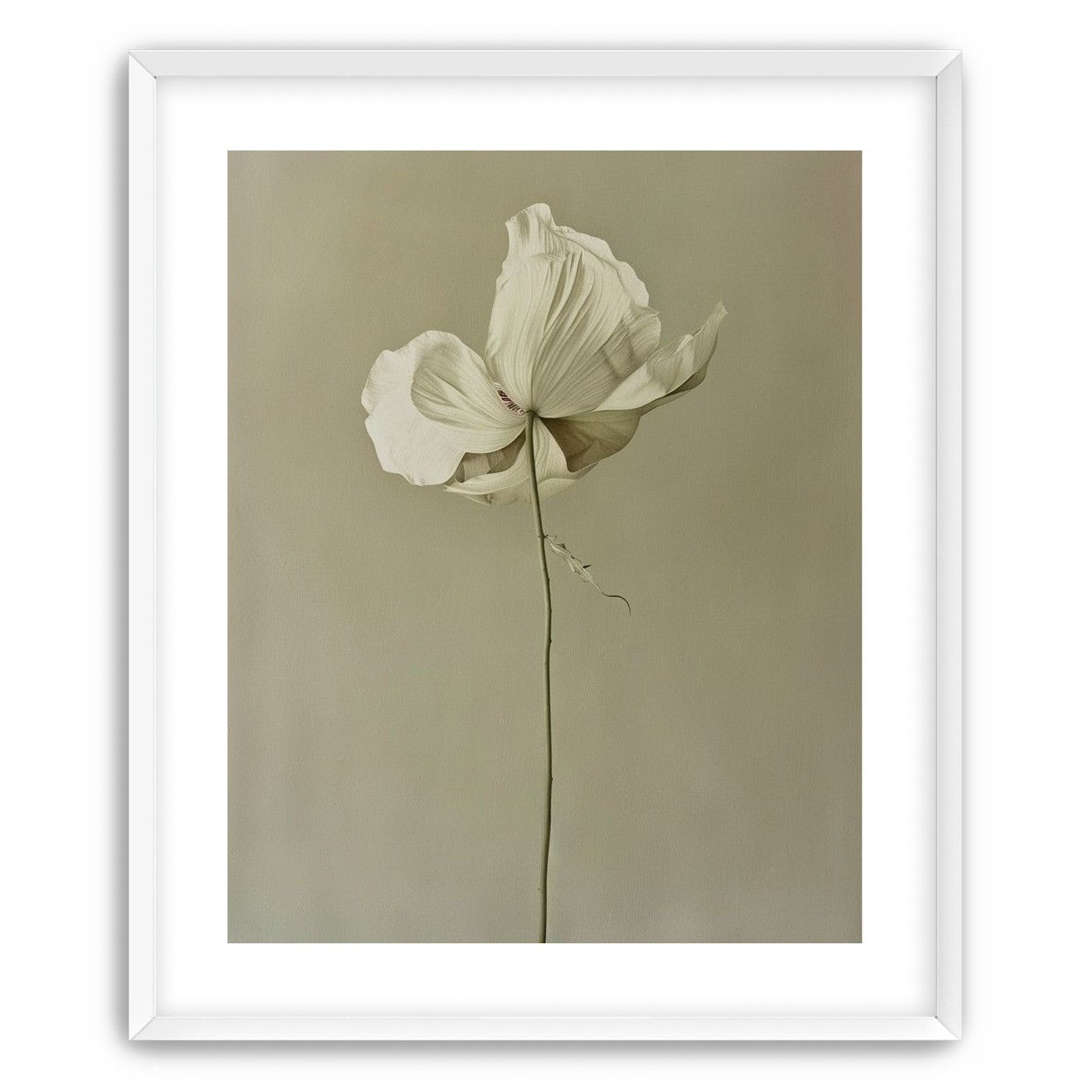 Ivory bloom in gray air