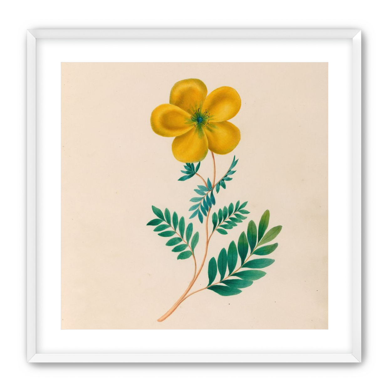 Yellow flower on pale paper