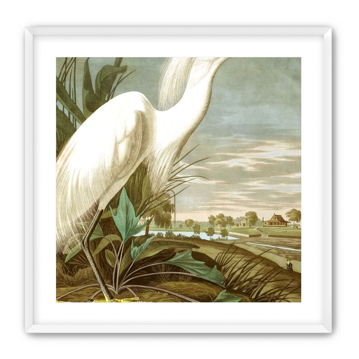 White Egret