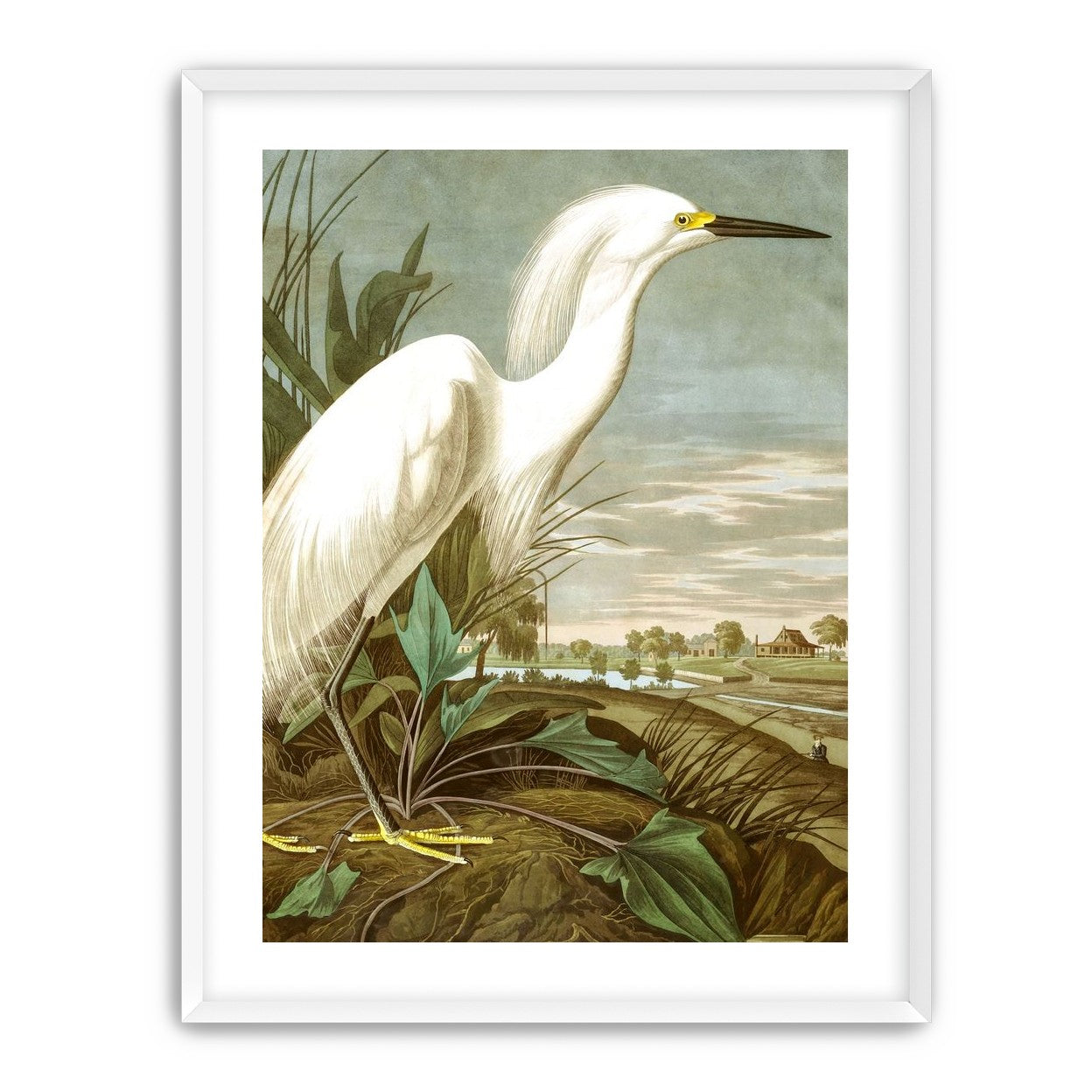 White Egret