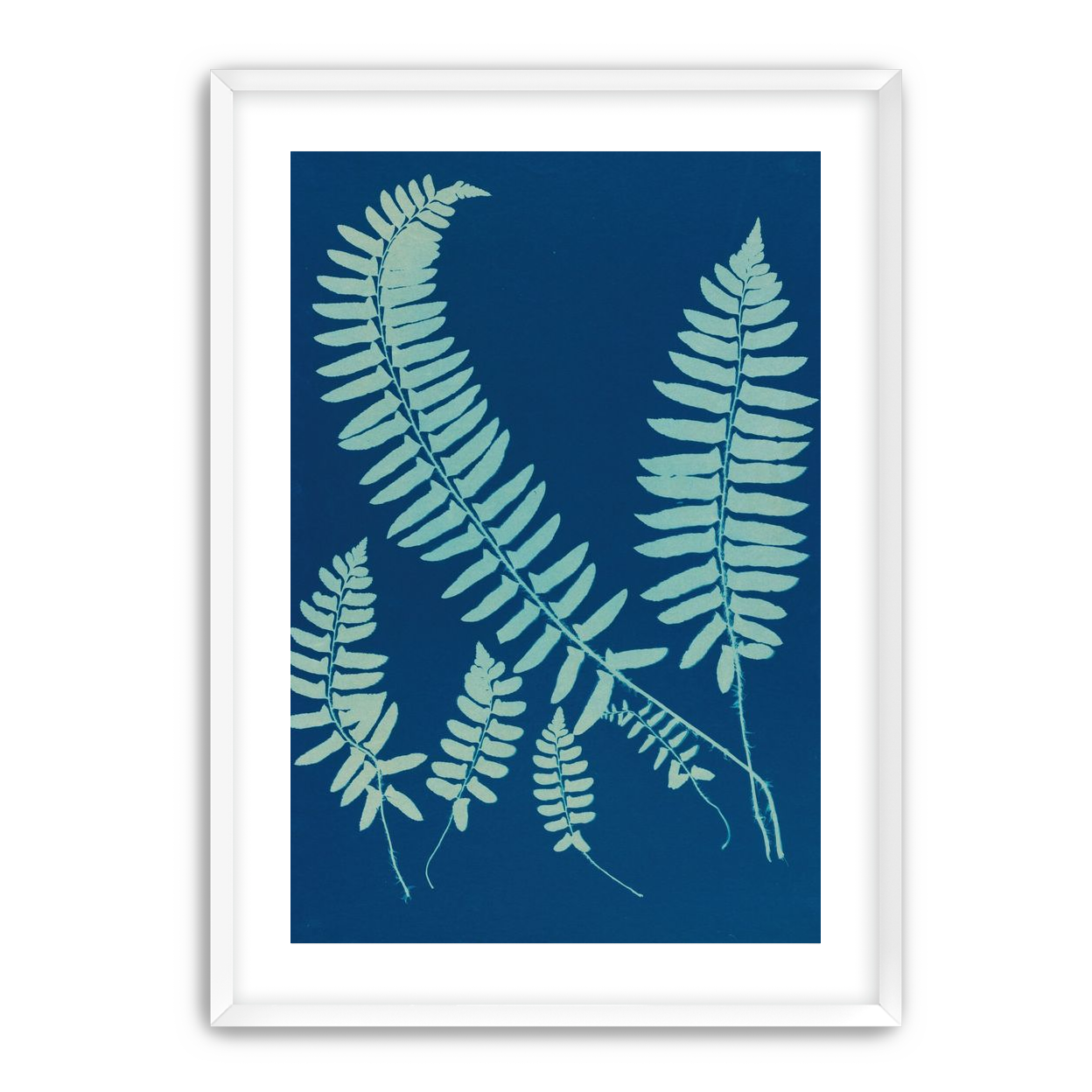 Fern shadows in blue
