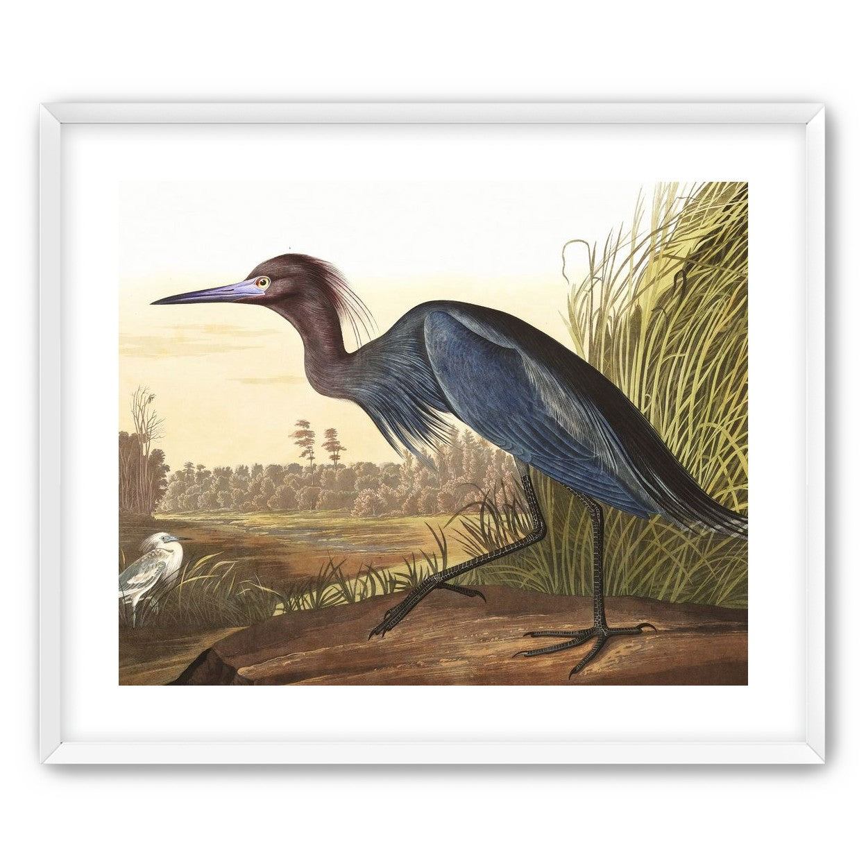 Great Blue Heron