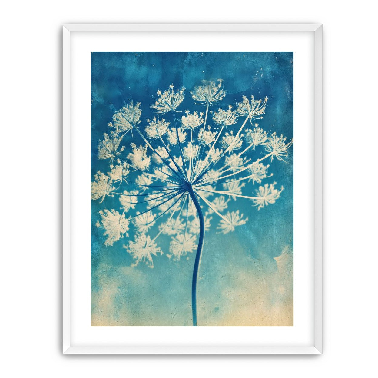 Laceflower Bloom